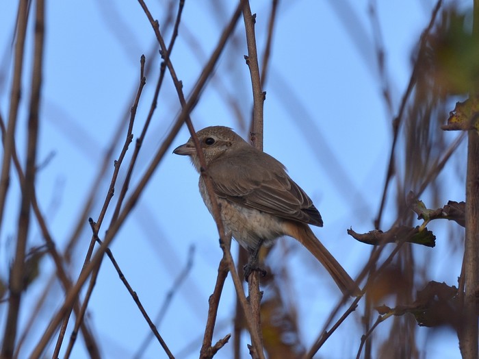 Isabelline Shrike