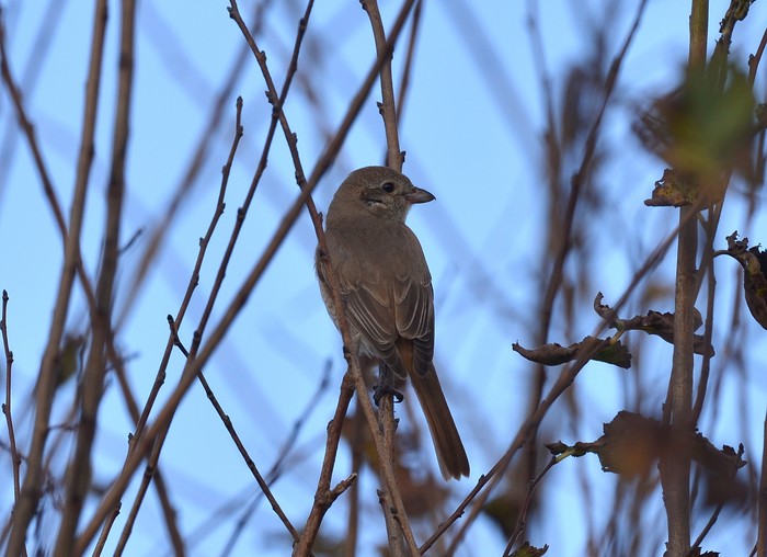 Isabelline Shrike