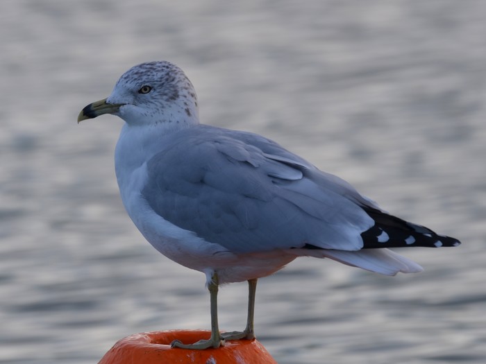 Ring-billed Gull