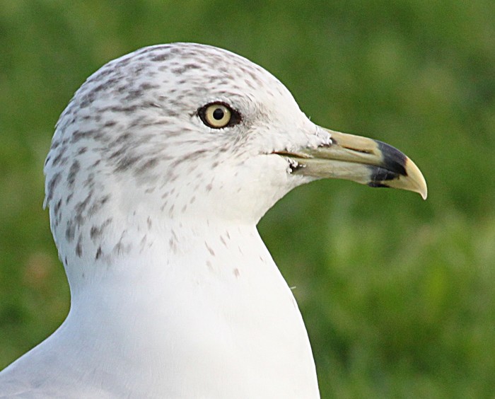 Ring-billed Gull