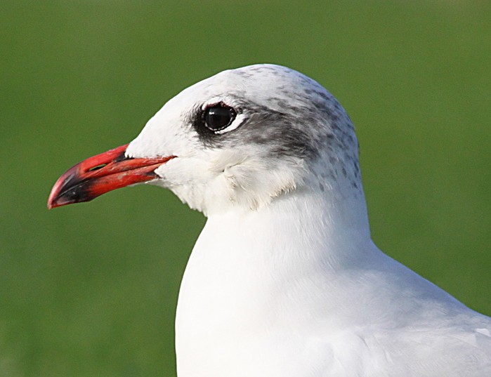 Mediterranean Gull