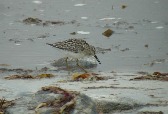 Stilt Sandpiper
