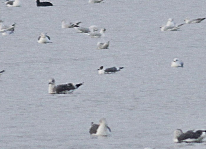 Franklin's Gull