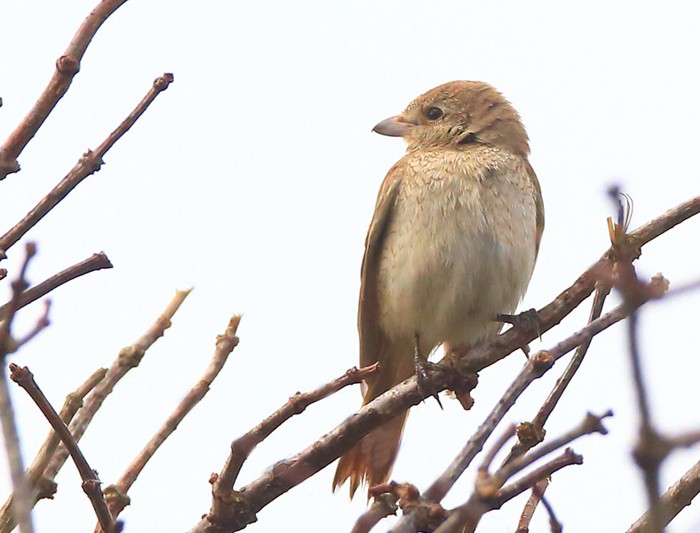 Isabelline Shrike