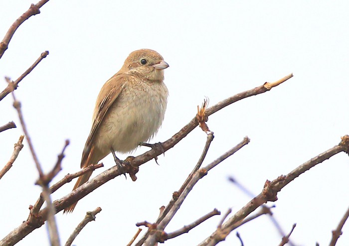 Isabelline Shrike