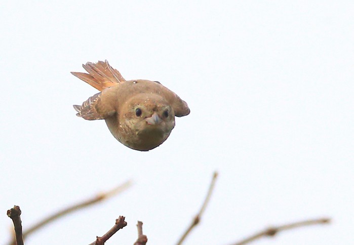 Isabelline Shrike