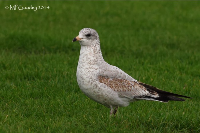 Ring-billed Gull