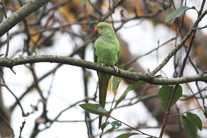 Ring-necked Parakeet