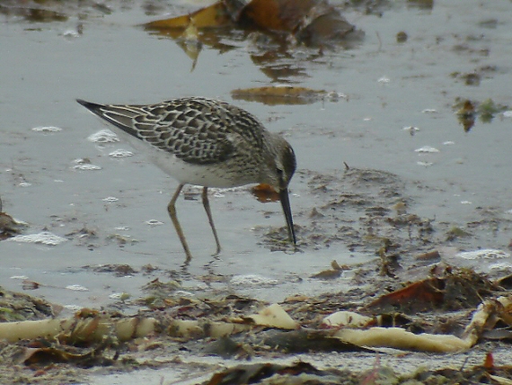 Stilt Sandpiper
