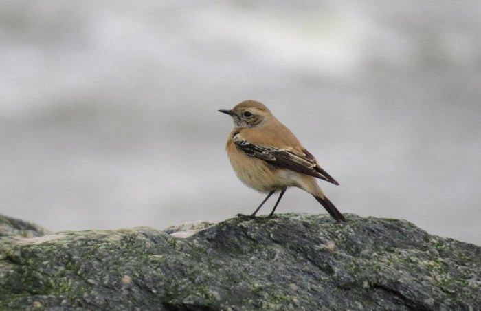 Desert Wheatear