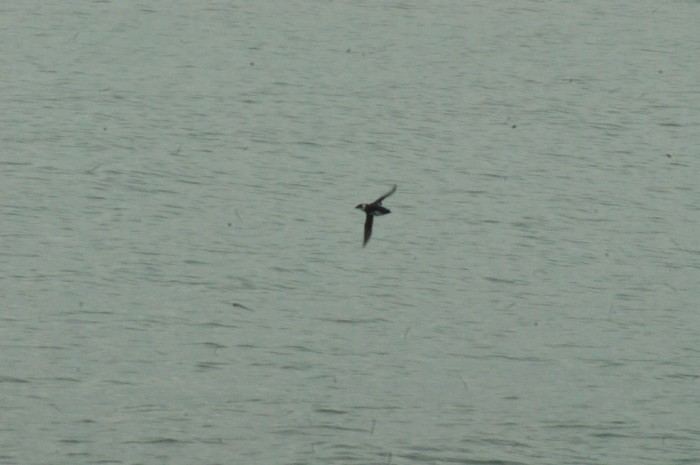 Little Auk