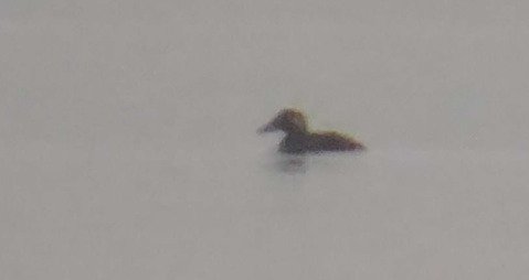Surf Scoter