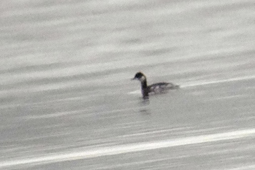 Black-necked Grebe
