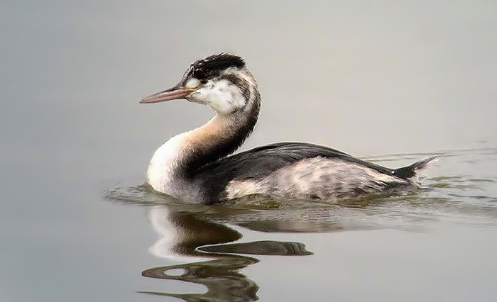 Great Crested Grebe