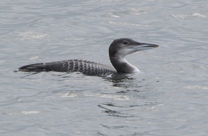 Great Northern Diver