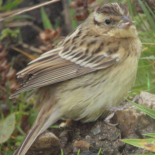 Yellow-breasted Bunting