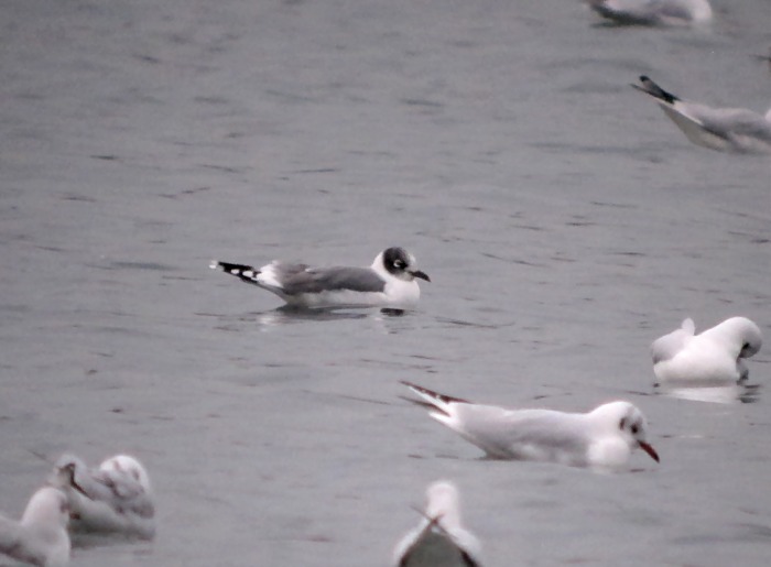 Franklin's Gull