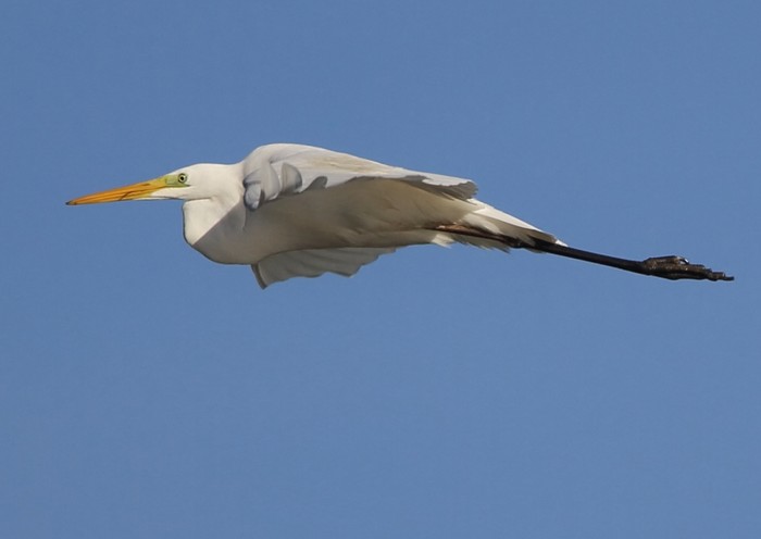 Great White Egret