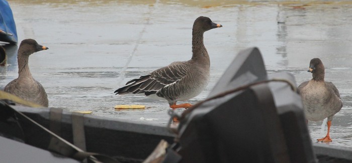 Tundra Bean Goose