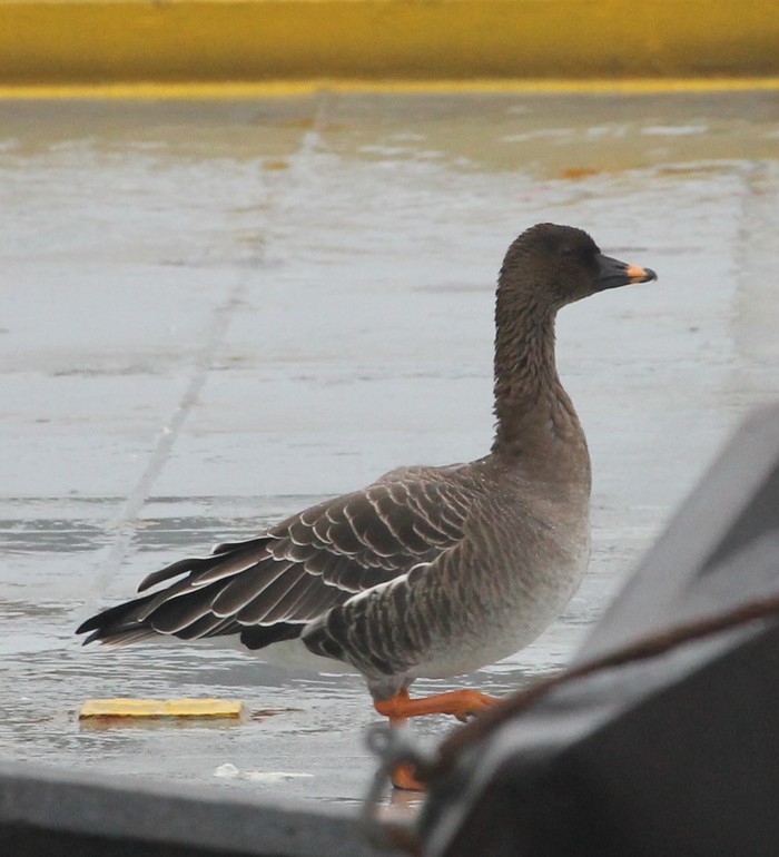 Tundra Bean Goose