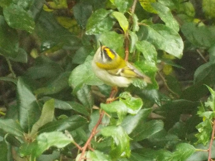 Firecrest