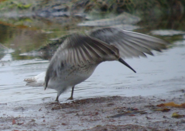 Stilt Sandpiper