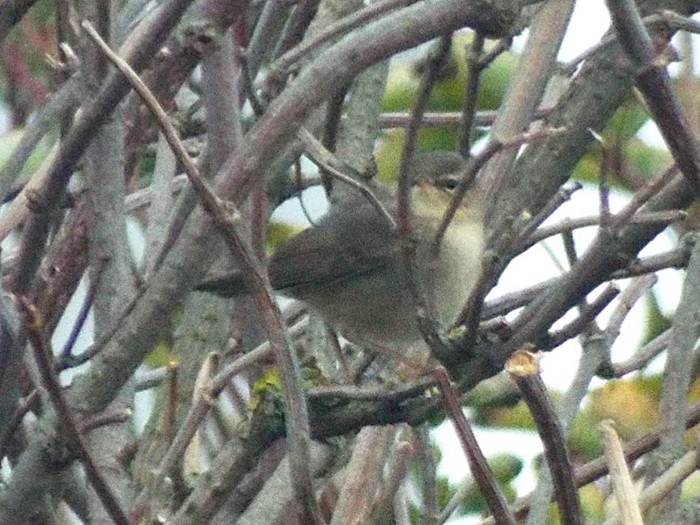 Dusky Warbler