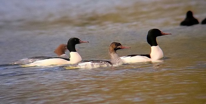 Goosander