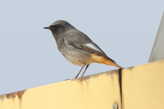 Black Redstart