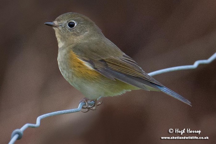 Red-flanked Bluetail