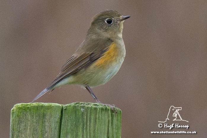 Red-flanked Bluetail
