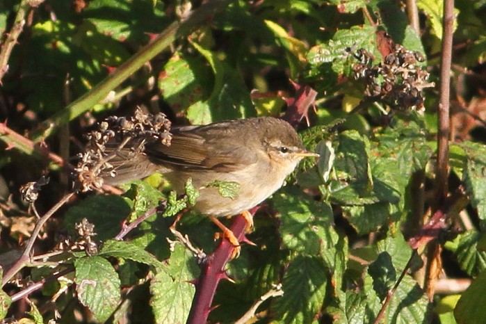 Dusky Warbler