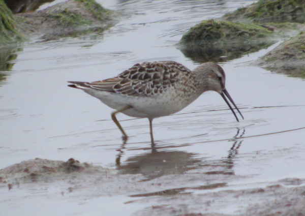 Stilt Sandpiper