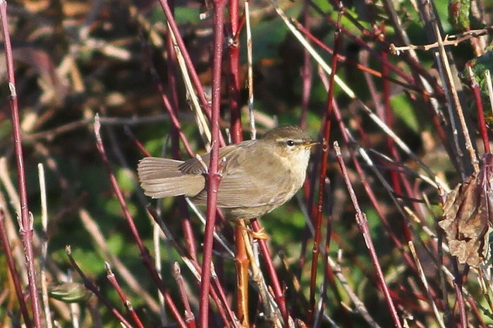Dusky Warbler