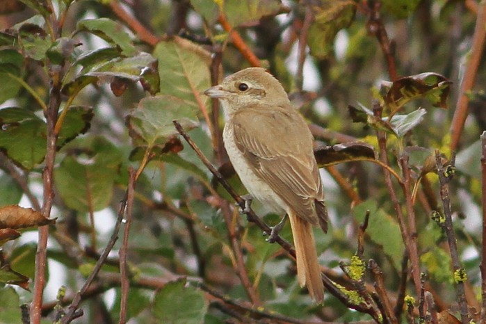 Isabelline Shrike