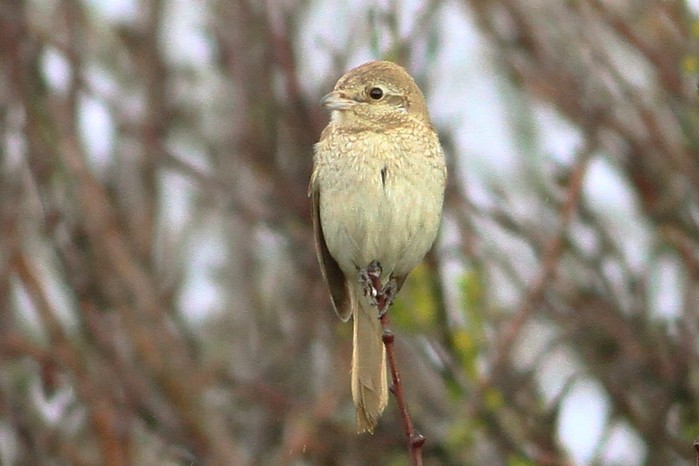 Isabelline Shrike