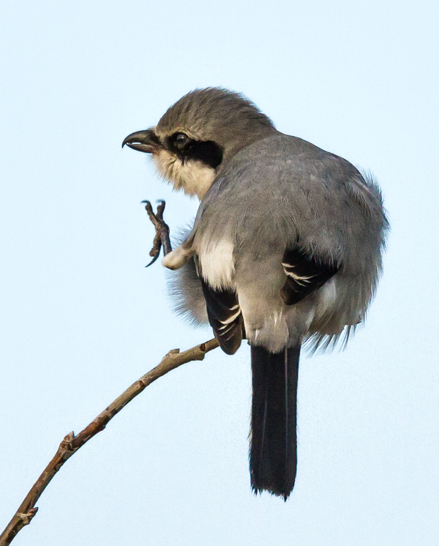 Great Grey Shrike