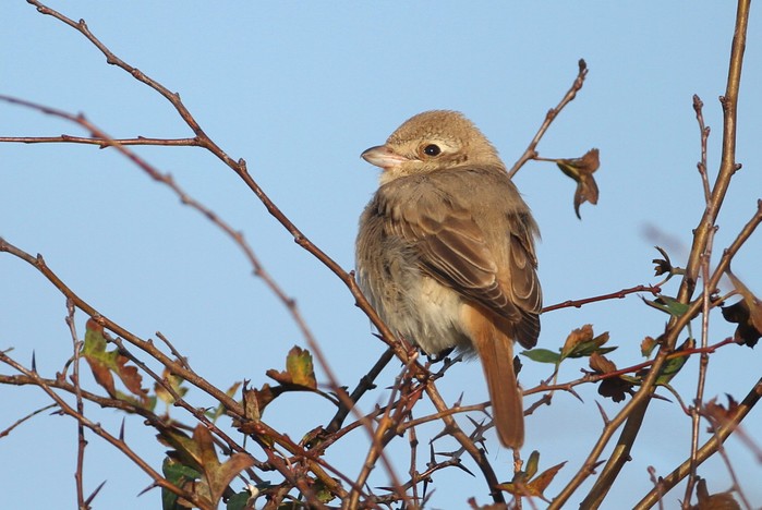Isabelline Shrike