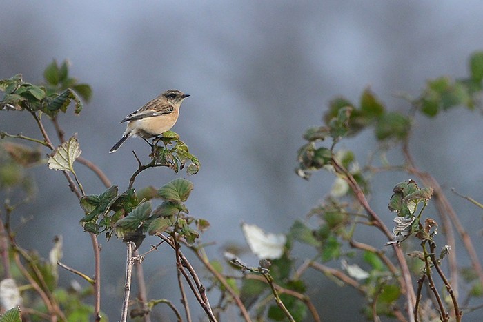 Siberian Stonechat