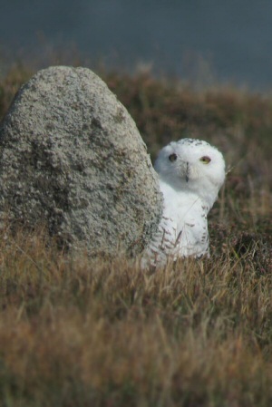 Snowy Owl