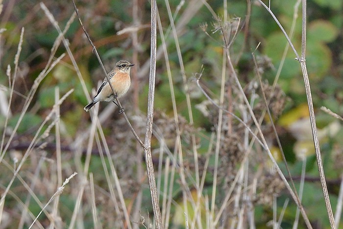 Siberian Stonechat