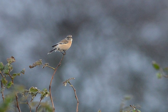 Siberian Stonechat