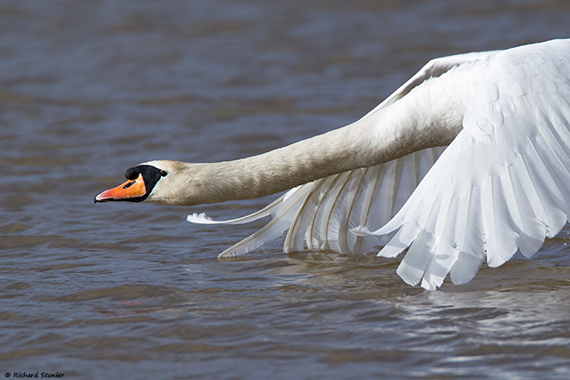 Mute Swan