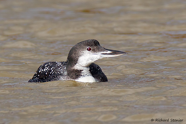 Great Northern Diver