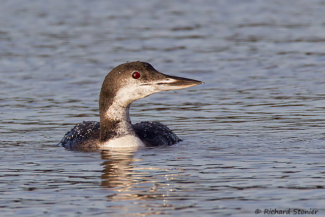 Great Northern Diver