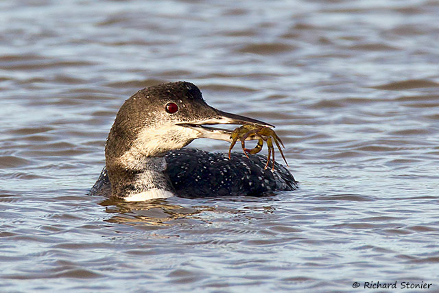 Great Northern Diver