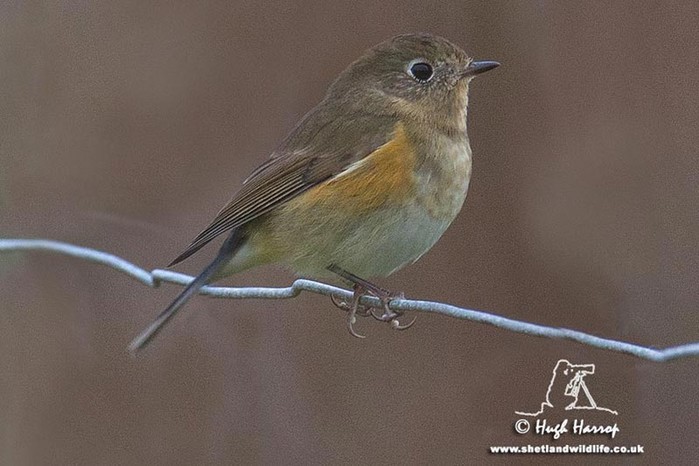 Red-flanked Bluetail