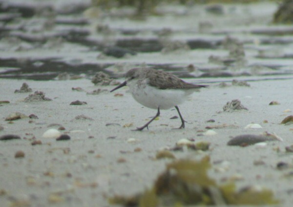 Western Sandpiper