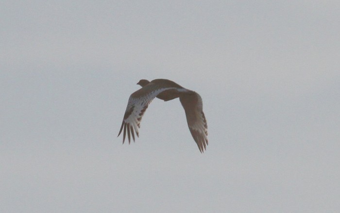 Little Bustard