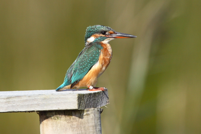 Kingfisher